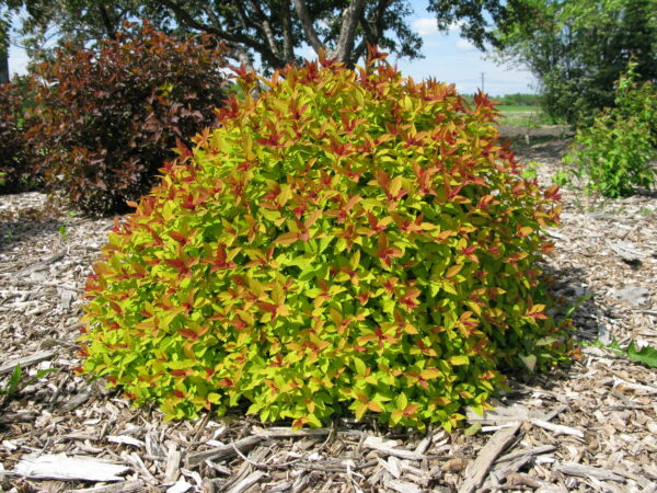 Spiraea japonica Magic Carpet