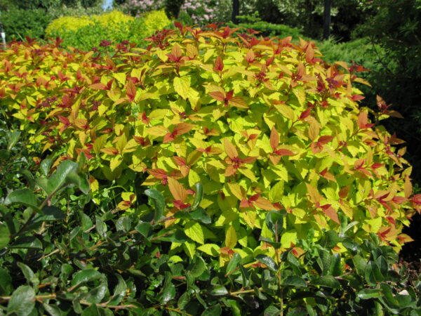 Spiraea japonica Magic Carpet - Image 3