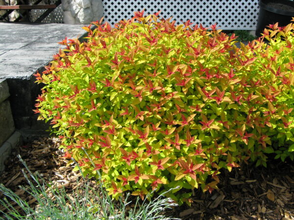 Spiraea japonica Magic Carpet - Image 2