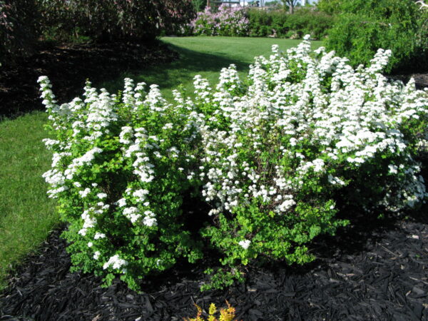 Spiraea vanhouttei Renaissance - Image 2