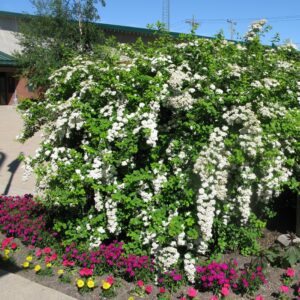 Spiraea vanhouttei Renaissance