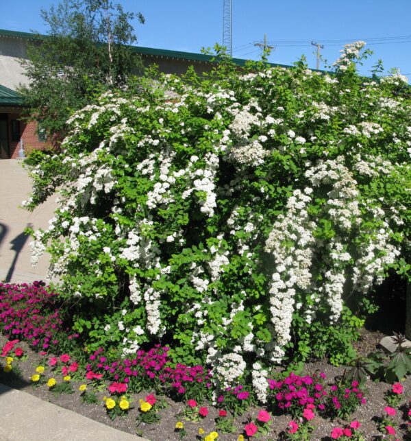 Spiraea vanhouttei Renaissance