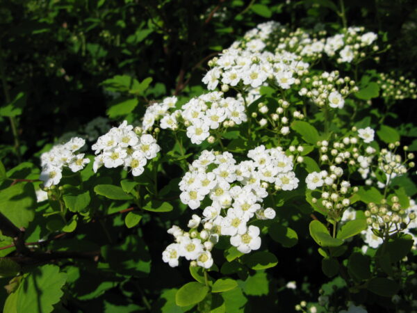 Spiraea vanhouttei Renaissance - Image 3