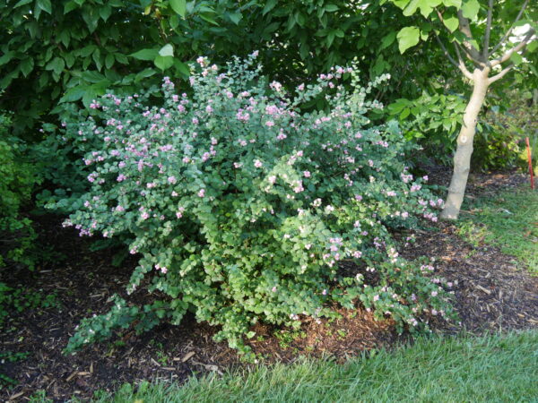 Symphoricarpos Proud Berry® (PW) - Image 2