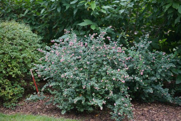 Symphoricarpos Proud Berry® (PW) - Image 3