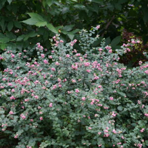 Symphoricarpos Proud Berry® (PW)