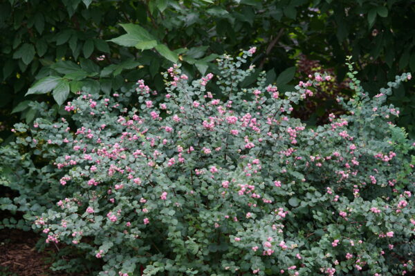 Symphoricarpos Proud Berry® (PW)
