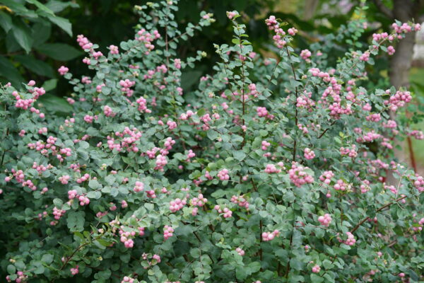 Symphoricarpos Proud Berry® (PW) - Image 4