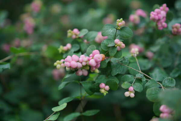 Symphoricarpos Proud Berry® (PW) - Image 5