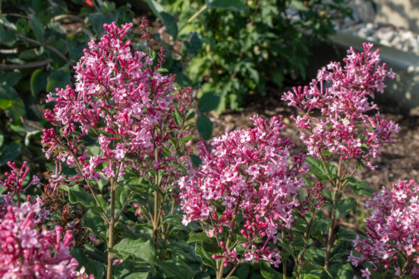 Syringa Bloomerang Ballet® (PW) - Image 4