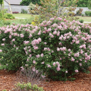 Syringa Bloomerang Ballet® (PW)