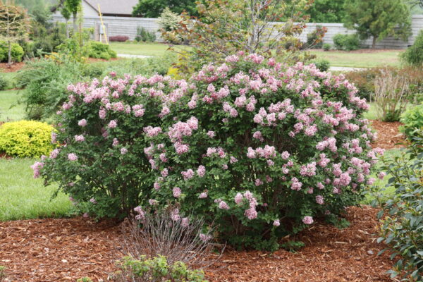 Syringa Bloomerang Ballet® (PW)