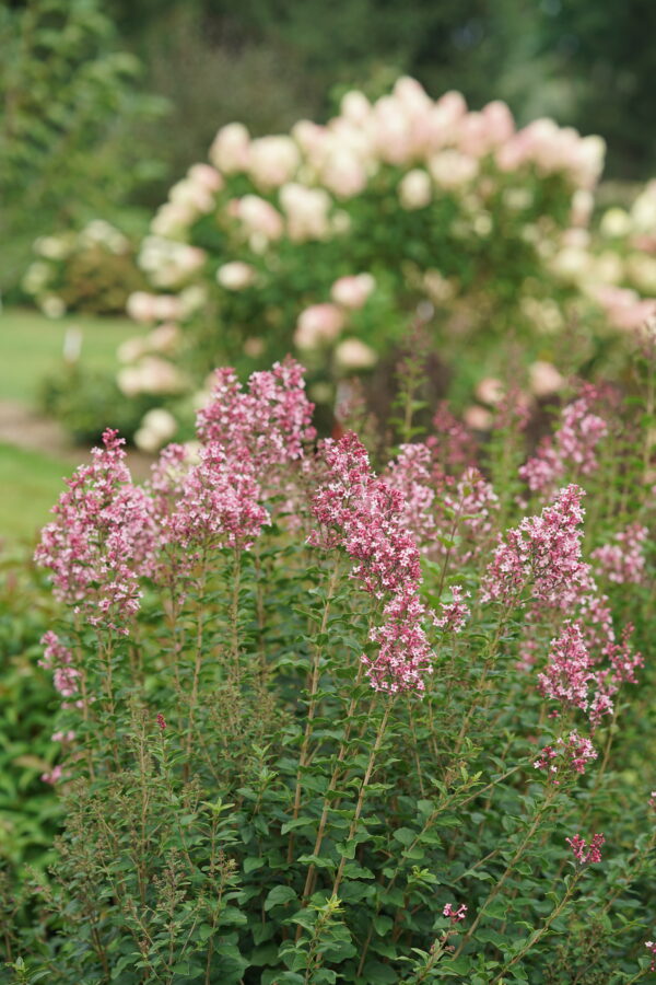 Syringa Bloomerang Ballet® (PW) - Image 3