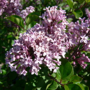 Syringa meyeri Palibin