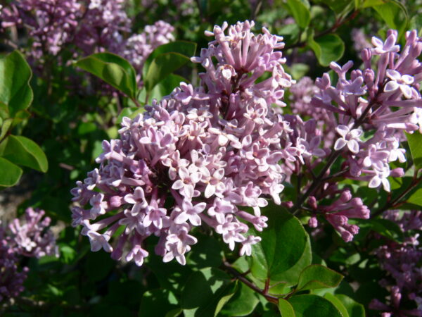 Syringa meyeri Palibin