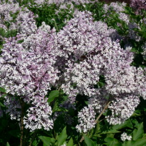 Syringa patula Miss Kim