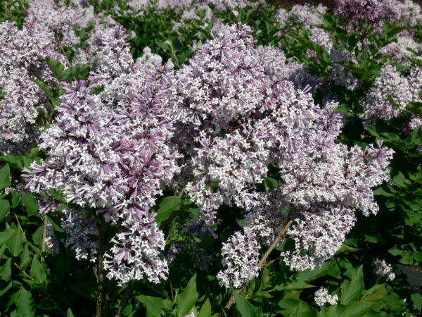 Syringa patula Miss Kim
