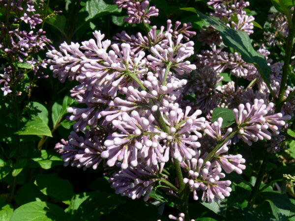Syringa prestoniae Donald Wyman - Image 2