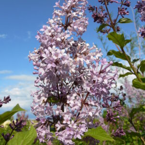 Syringa prestoniae Donald Wyman