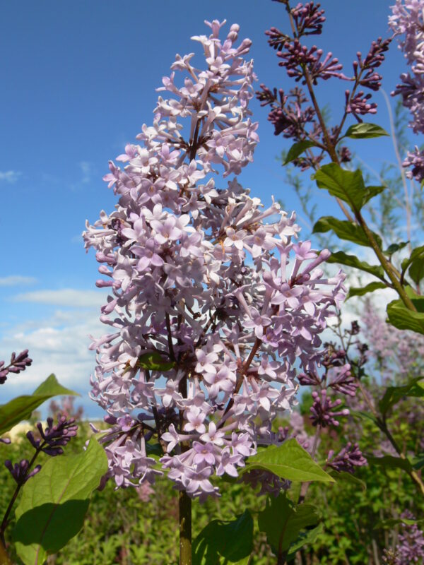 Syringa prestoniae Donald Wyman