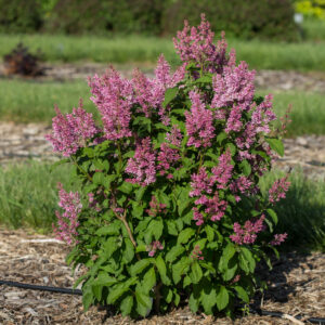 Syringa prestoniae Pinktini™ (FE)
