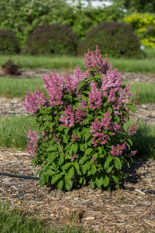 Syringa prestoniae Pinktini™ (FE)