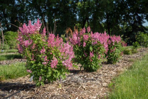 Syringa prestoniae Pinktini™ (FE) - Image 2
