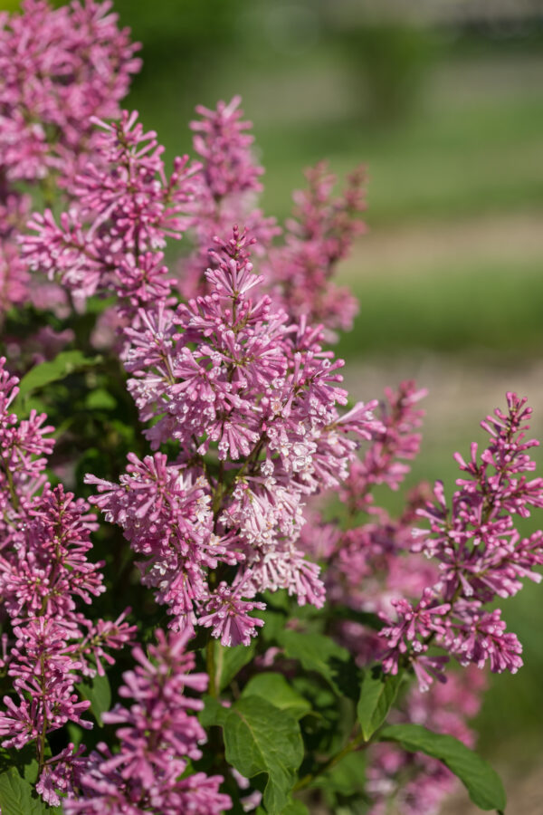 Syringa prestoniae Pinktini™ (FE) - Image 3
