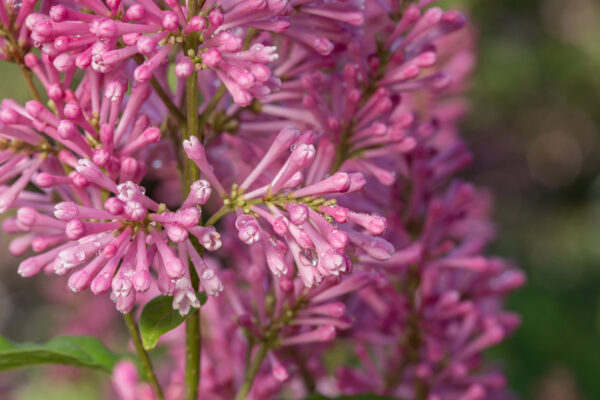Syringa prestoniae Pinktini™ (FE) - Image 4