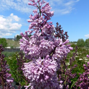 Syringa prestoniae Royalty