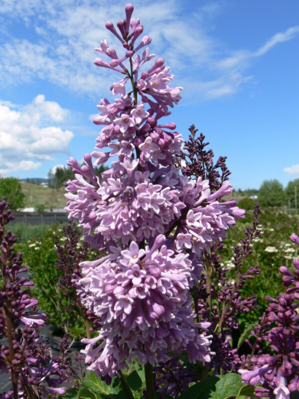 Syringa prestoniae Royalty