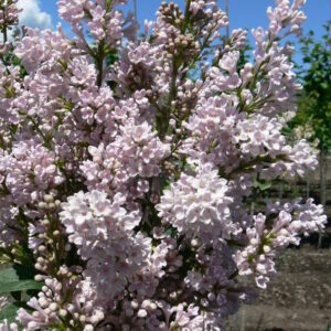 Syringa villosa