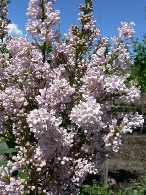 Syringa villosa