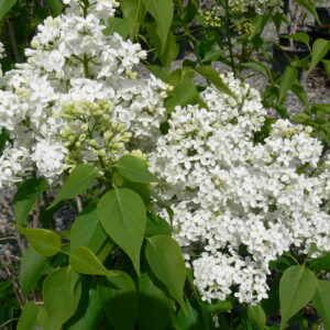 Syringa vulgaris Beauty of Moscow