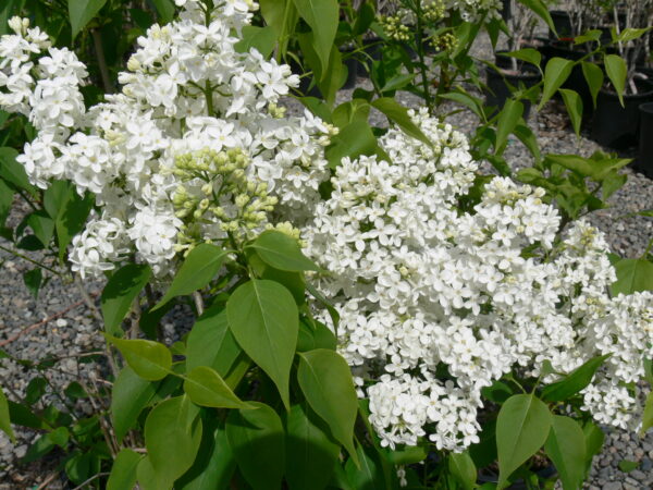 Syringa vulgaris Beauty of Moscow