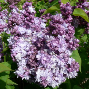 Syringa vulgaris Katherine Havemeyer