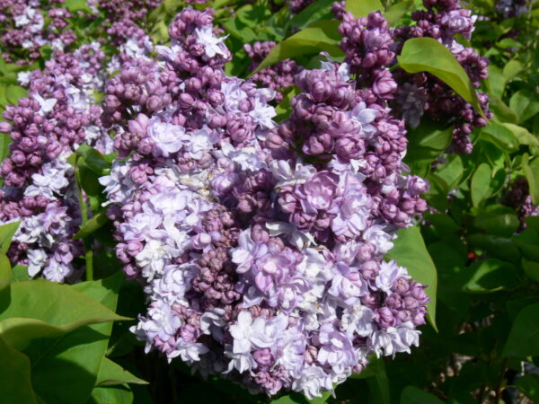 Syringa vulgaris Katherine Havemeyer