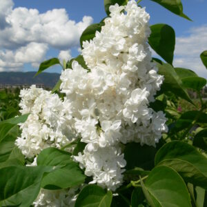 Syringa vulgaris Mme. Lemoine