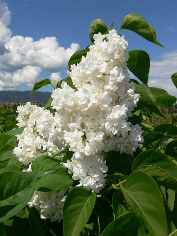 Syringa vulgaris Mme. Lemoine