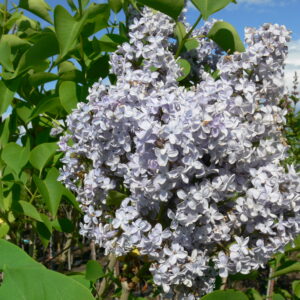 Syringa vulgaris President Grevy