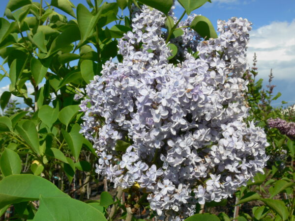 Syringa vulgaris President Grevy