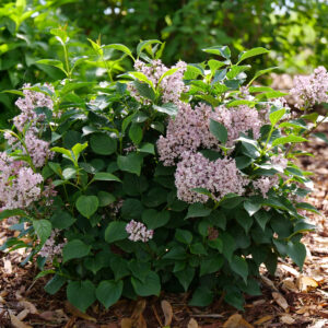 Syringa x Baby Kim® (PW)