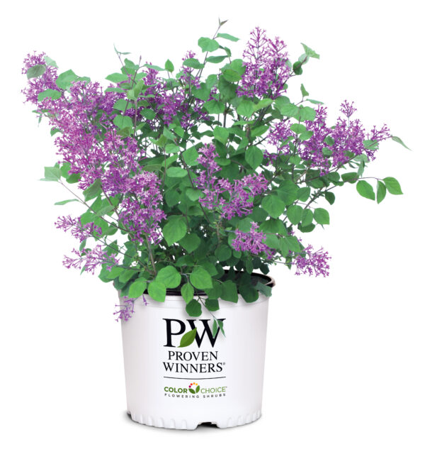 Syringa x Bloomerang® Dark Purple (PW) - Image 5