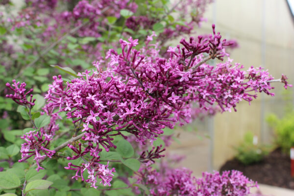 Syringa x Bloomerang® Dark Purple (PW) - Image 4