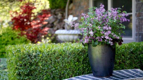 Syringa x Bloomerang® Dark Purple (PW) - Image 3