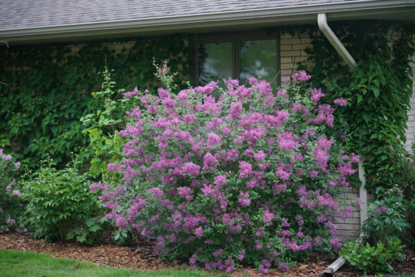 Syringa x Bloomerang® Dark Purple (PW) - Image 2