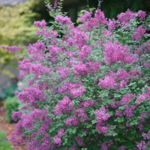 Syringa x Bloomerang® Dark Purple (PW)