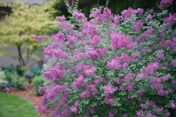 Syringa x Bloomerang® Dark Purple (PW)