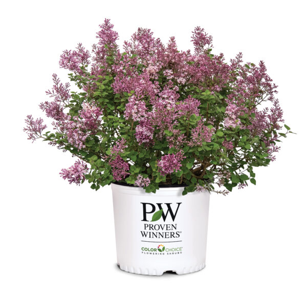 Syringa x Bloomerang Purpink® (PW) - Image 5