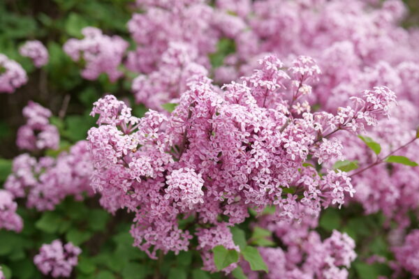Syringa x Bloomerang Purpink® (PW) - Image 4